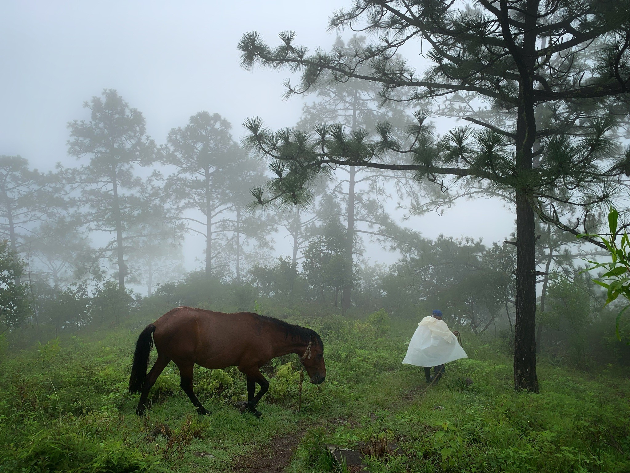 Anciano indígena de México en el bosque junto a su caballo camino a sembrar Milpa. 
Ganadores del Concurso de Fotografía “Soluciones Innovadoras de Pueblos Indígenas”
Nombre de la foto: Abuelo. Autor: Venancio Velasco González