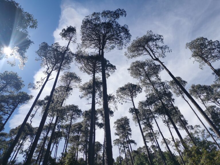 Ixtlan de Juarez Community Guardians of Forests Biological Diversity