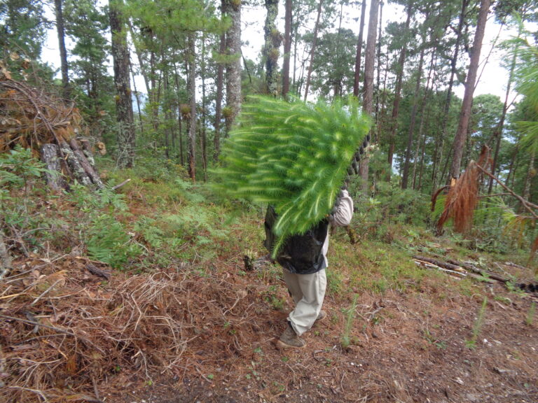 Ixtlan de Juarez Community Guardians of Forests Biological Diversity