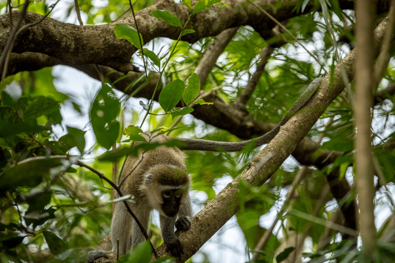 Photo: FSC Africa, Smith Oltega